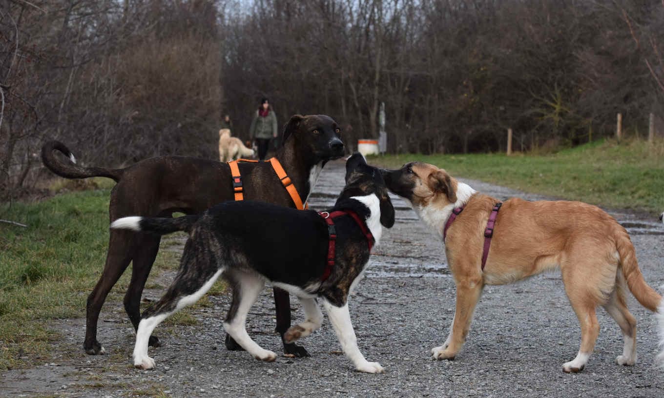 Drei Hunde begegnen sich auf einem Waldweg