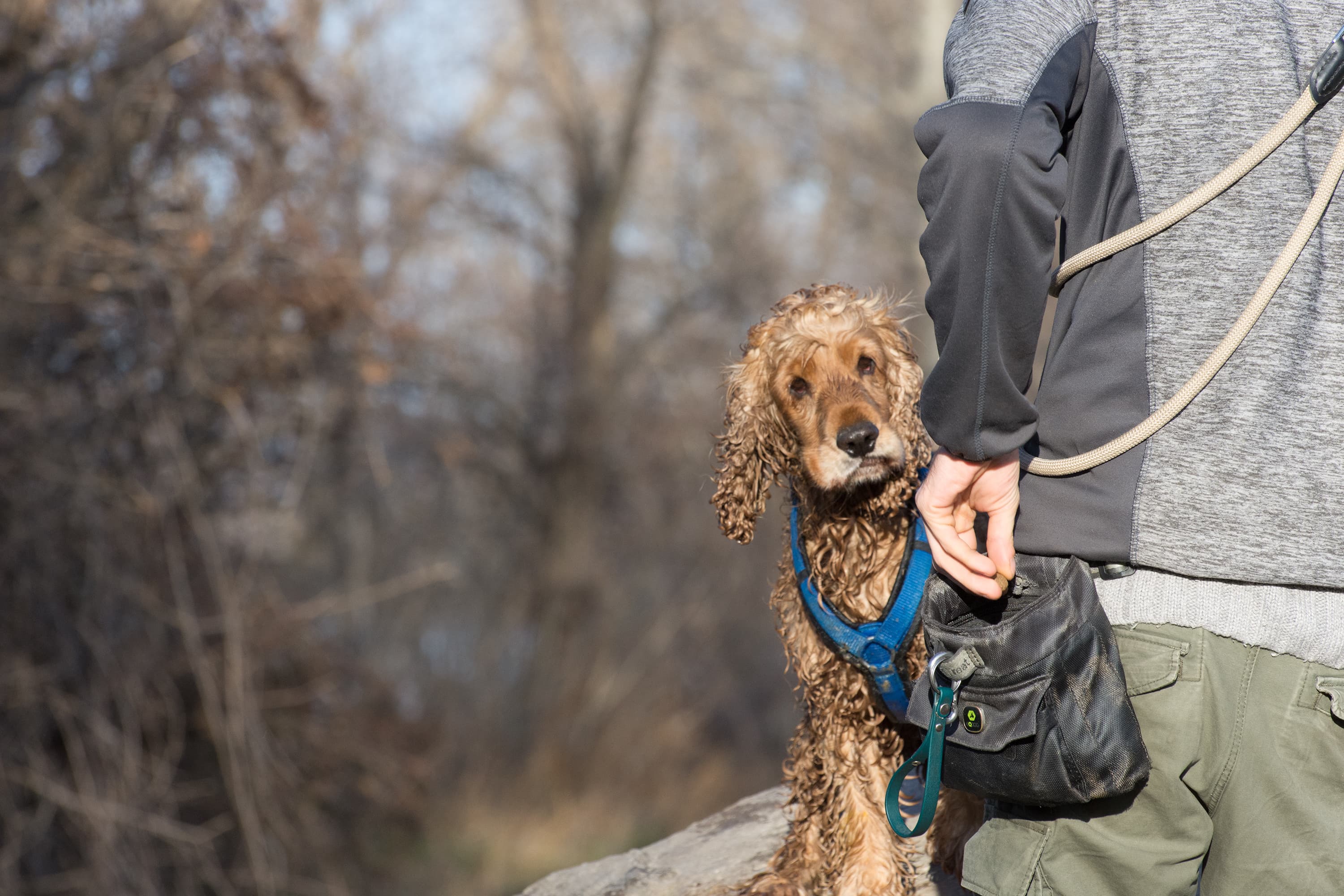Cocker Spaniel im Geschirr neben Mensch, ruhig im Wald