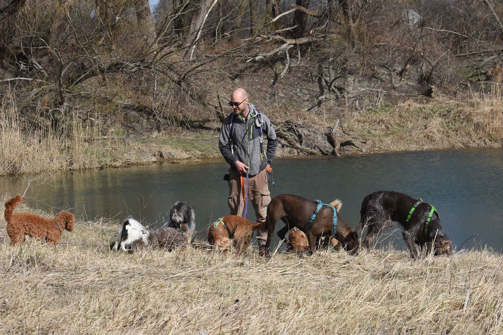 Philip führt eine Gruppe Hunde am Ufer der Donau