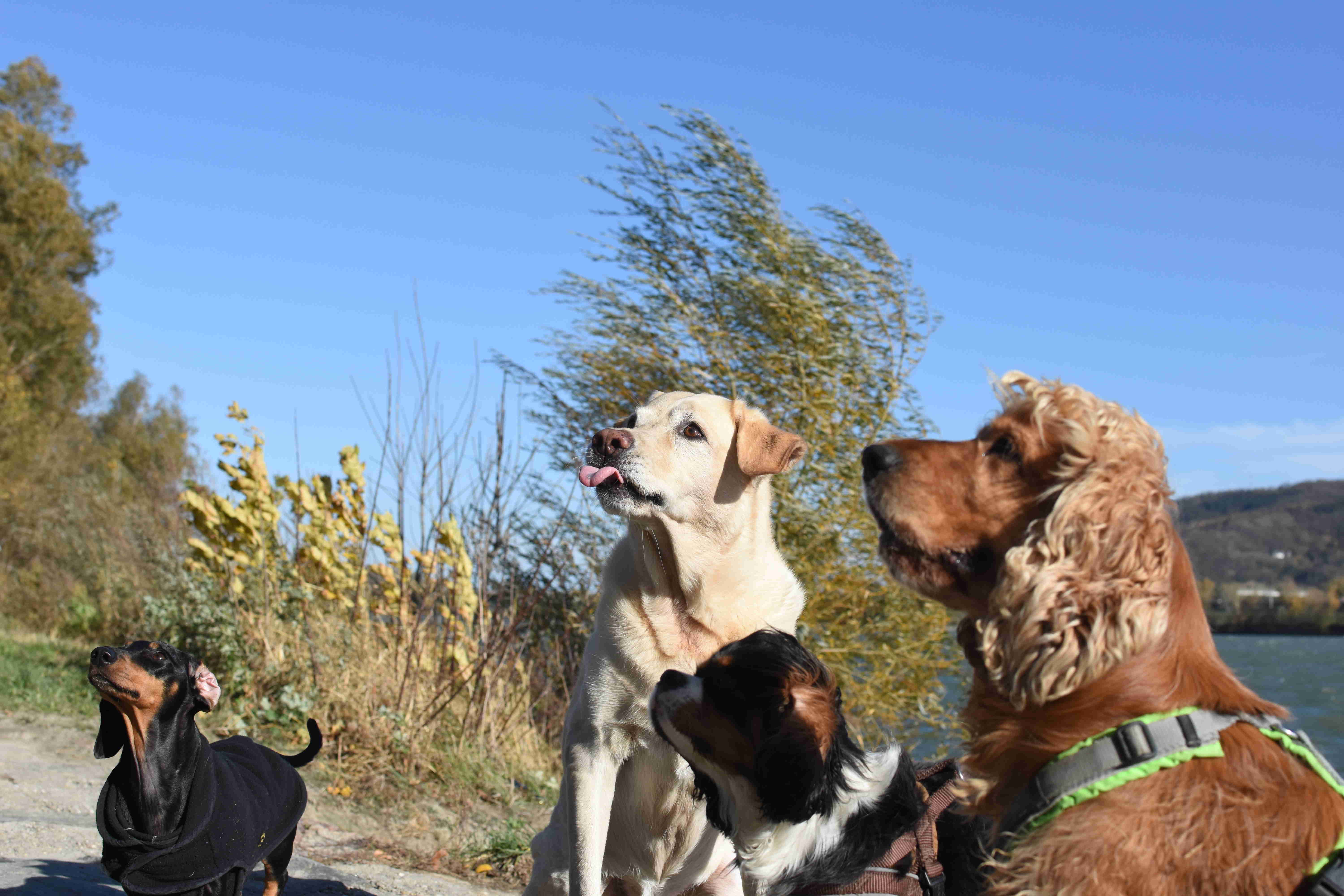 Vier Hunde an einem Donau-Pfad