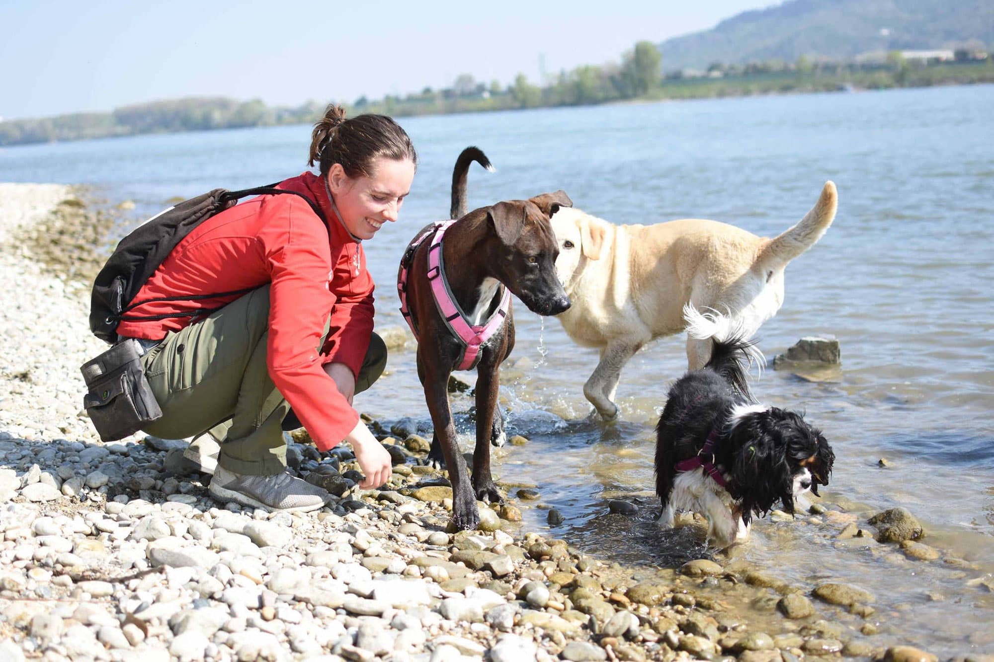 Heide kniet am Donauufer, drei Hunde sammeln sich um sie