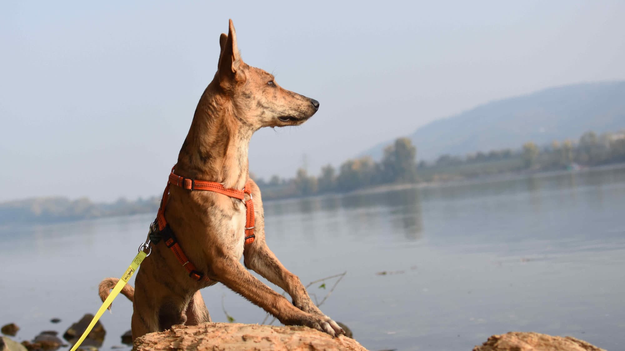 Heller Podenco-Mischling sitzt am Donauufer, Blick aufs Wasser