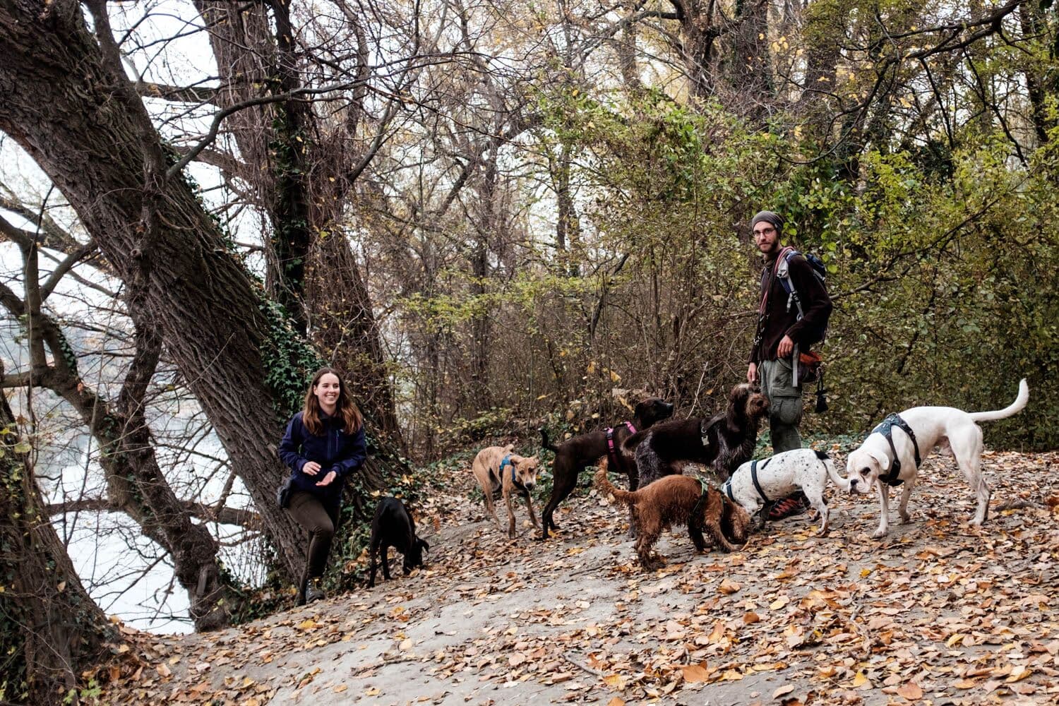 Drei Hunde stehen auf einem Waldweg, eine Person dahinter