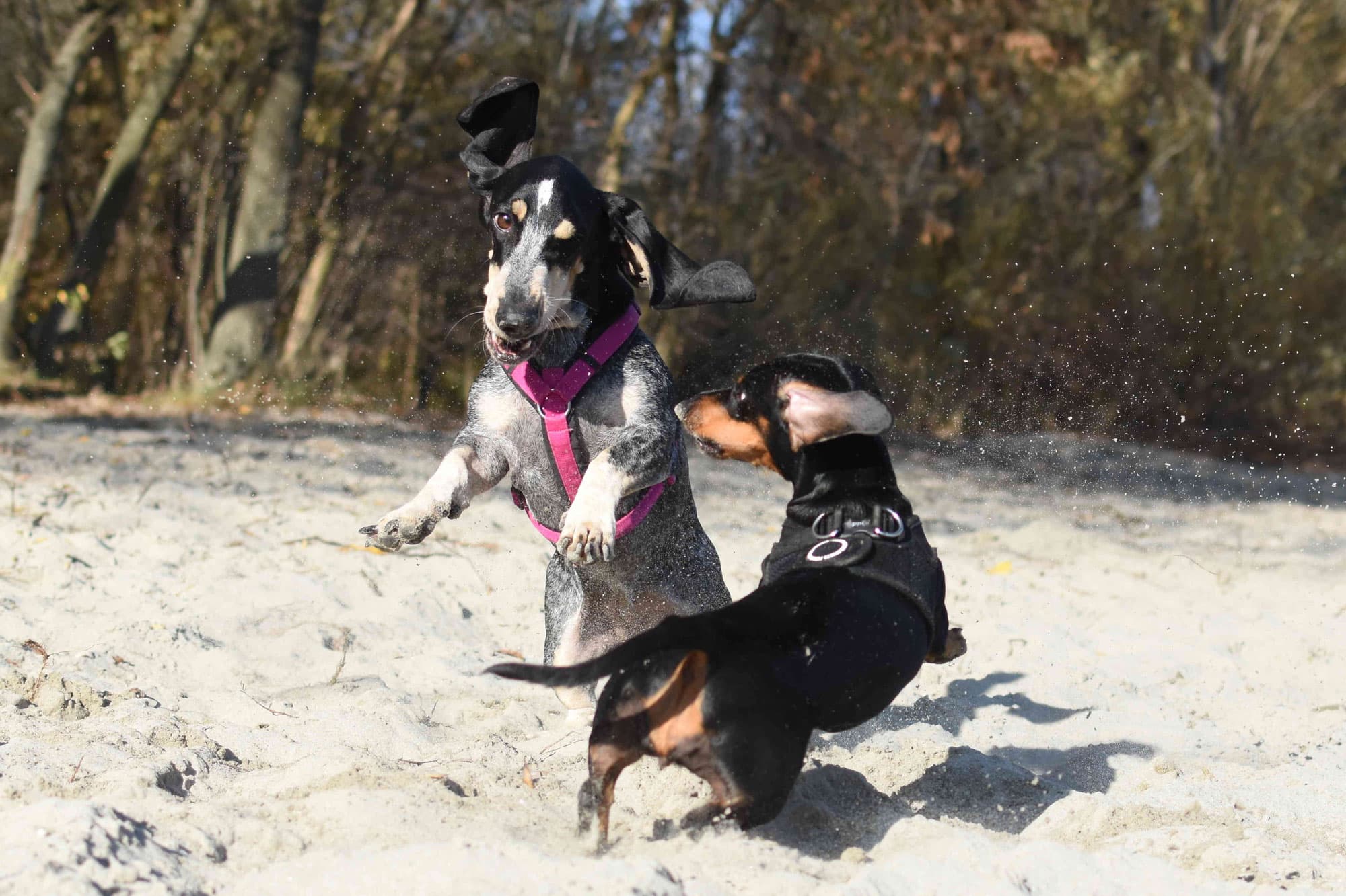 Zwei Hunde im Sand, einer steht aufgerichtet