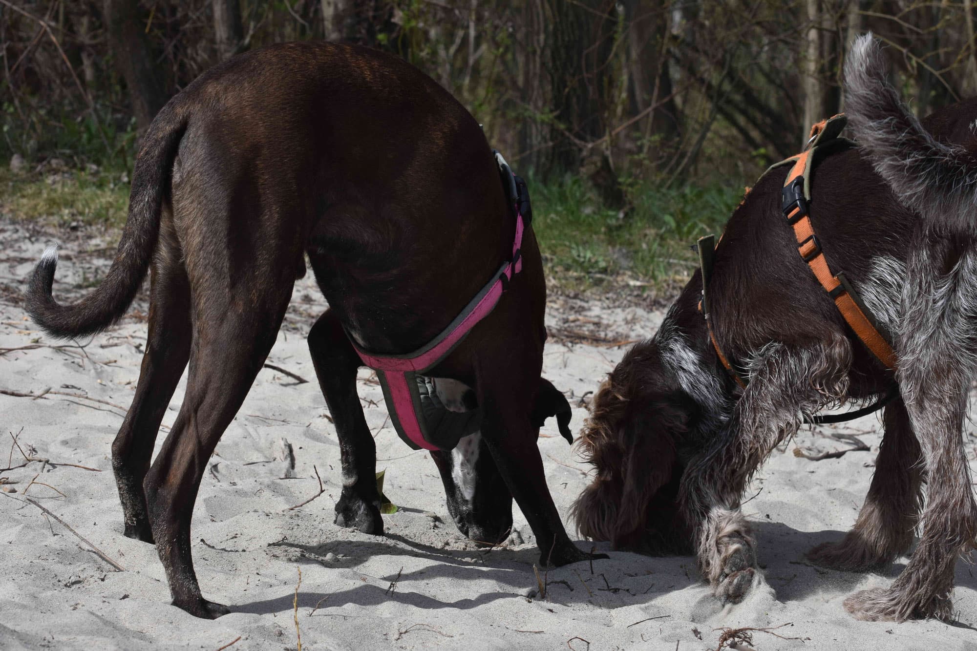 Zwei Hunde schnüffeln im Sand