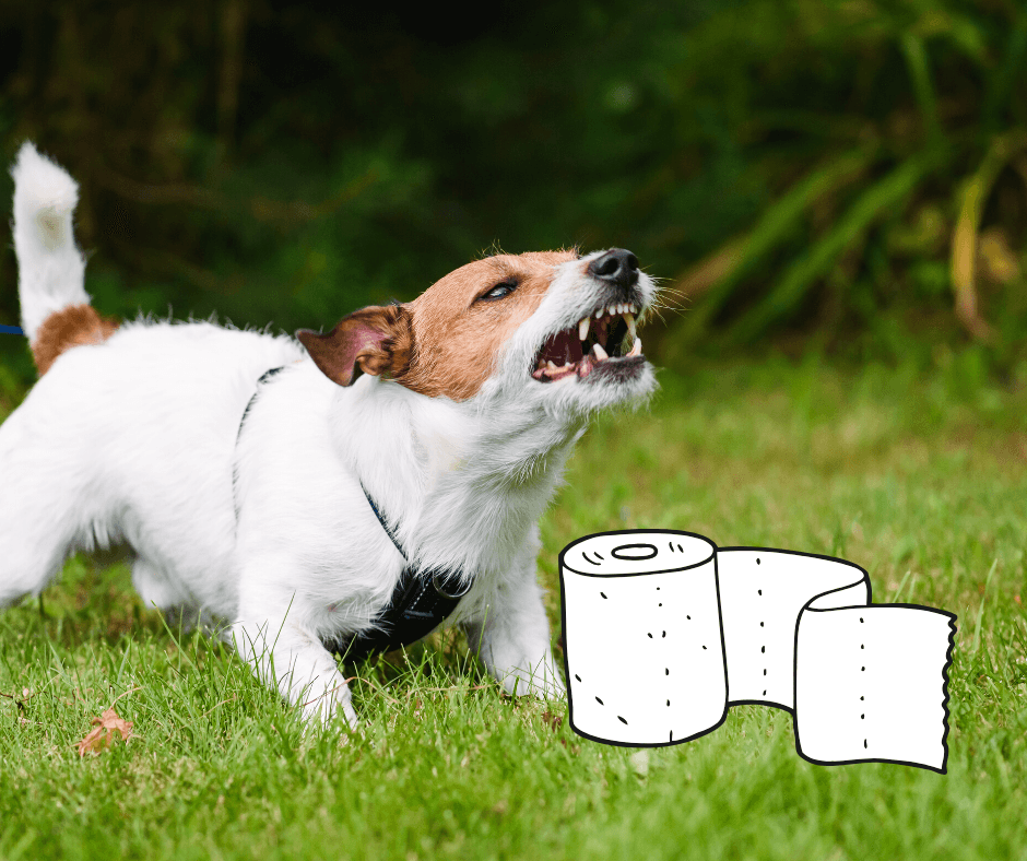 Junger Jack Russell springt zwischen Toilettenpapierrollen im Gras