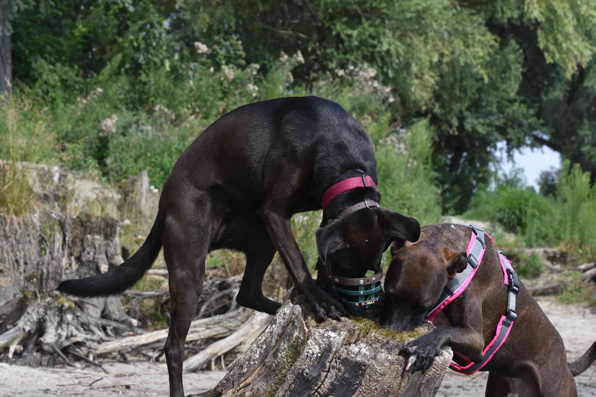 Zwei Hunde spielen am Stamm
